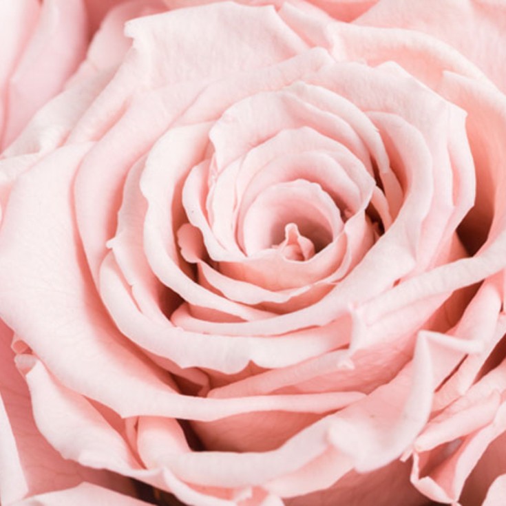 pink preserved roses close shot